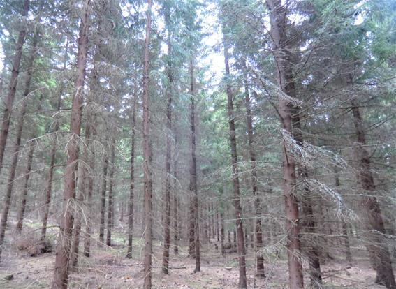 Skog Inägomarken uppgår enligt skogsbruksplanen till 10,6 ha och är muntligt