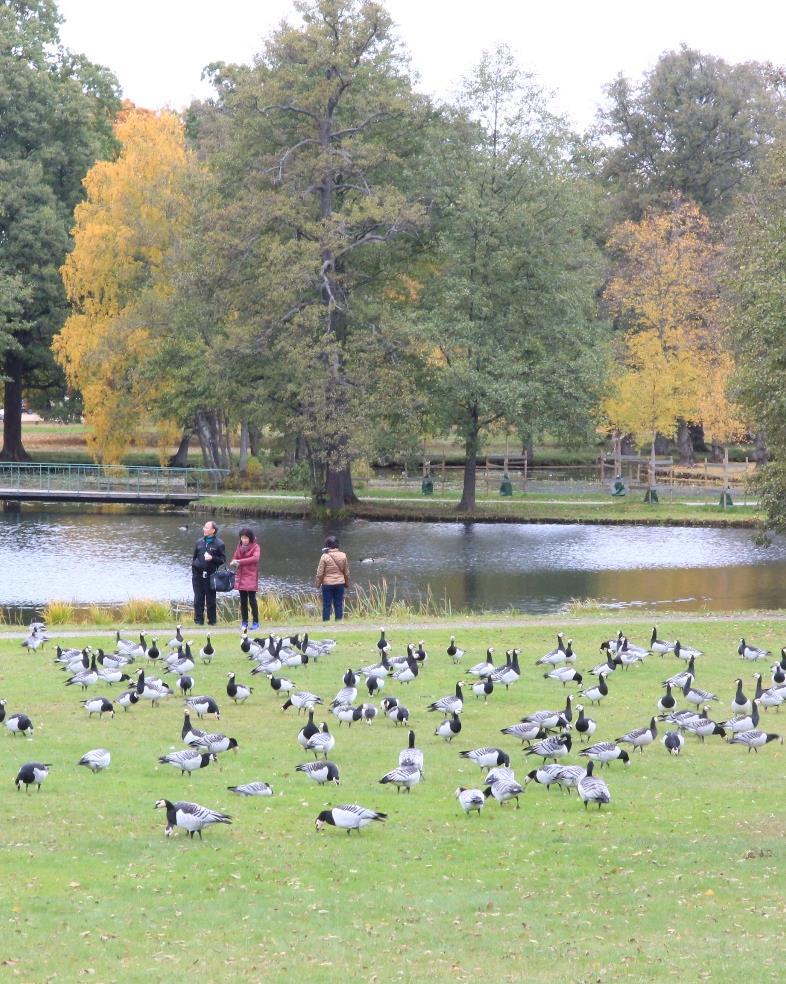 Parken som besöksmål vad innebär det?