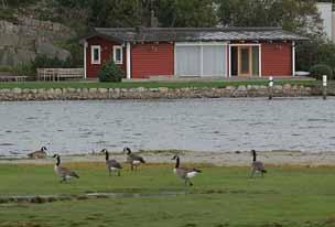 Trots omfattande provtagningar så har inga fall av fågelinfluensan konstaterats i Sverige sedan 21 april 2006.(Foto: Mikael Hake ).