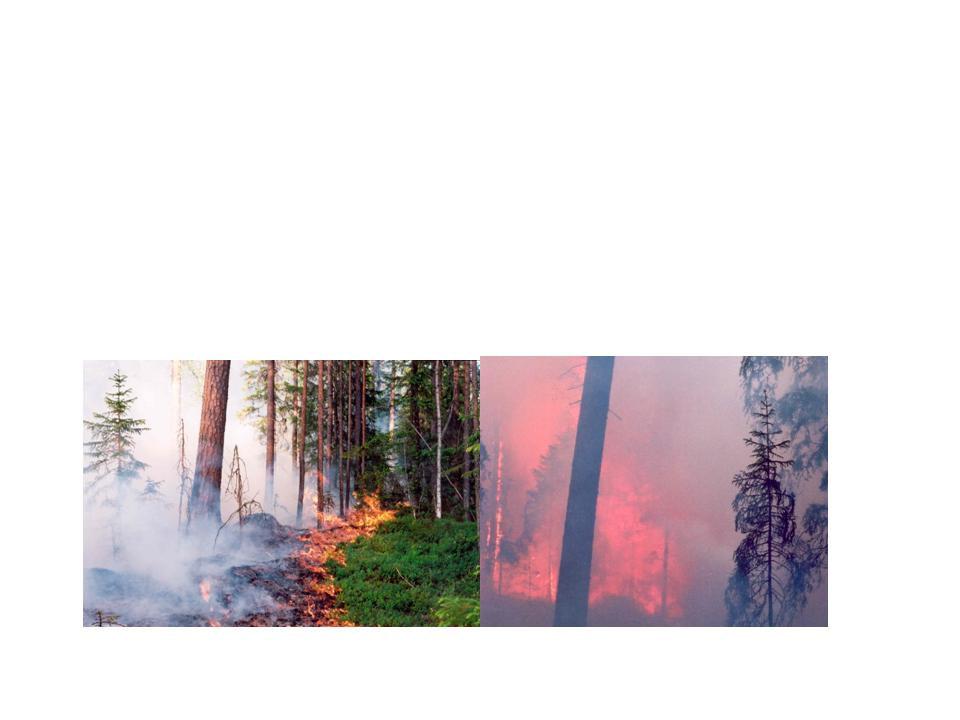 Hur påverkas skogsbranden av nytt väder? Mer extremt varmt? Längre somrar?