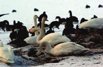 beet together with Greylag Geese during the hard winter 2010.