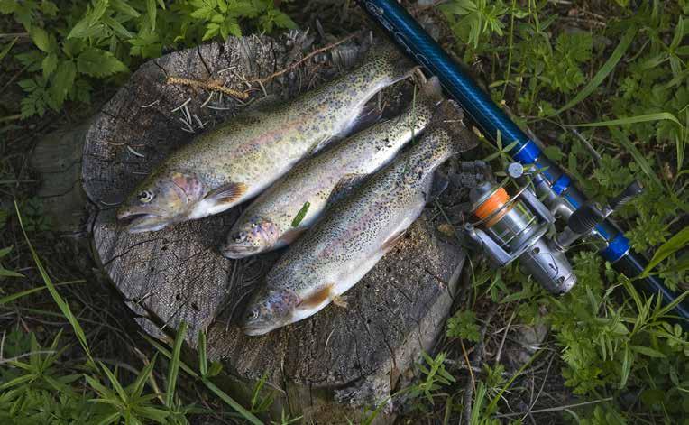 FISKE FÖR GRUPPER I Kosta finns det gott om fina fiskevatten som lämpar sig för regnbågsforell, gädda och gös.