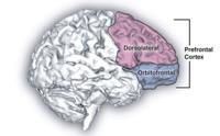 Neuroanatomi och exekutiva funktioner Dorsolateral prefrontal