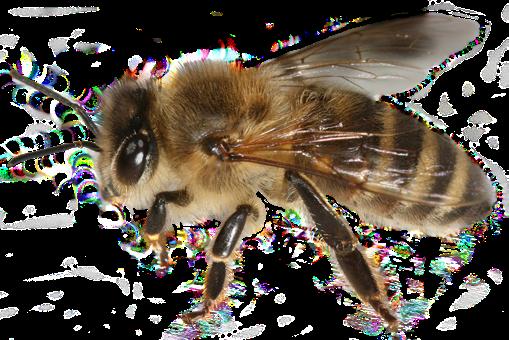 Biodling, grundkurs Du som är naturintresserad, odlar ekologiskt eller älskar honung, borde lära dig mer om de intressanta trädgårdsarbetarna bina.