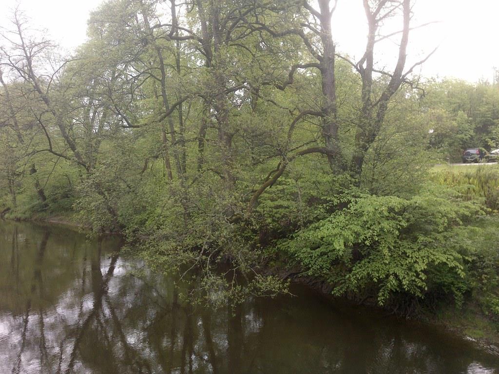ID: NV_LR_01 Namn: Södra stranden mellan järnvägsbron och Wamme bro Naturvärdesklass: 4 visst naturvärde Naturtyp: Skog och träd.