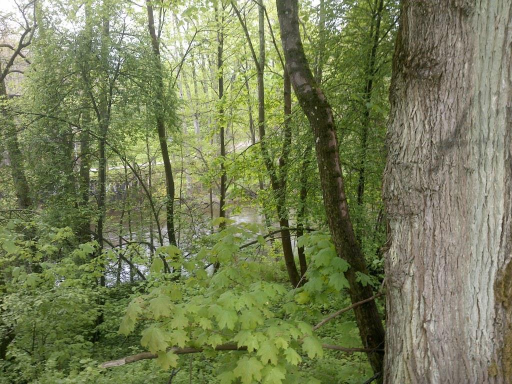 ID: NV_LR_02 Namn: Norra stranden mellan järnvägsbron och Wamme bro Naturvärdesklass: 4 visst naturvärde Naturtyp: Skog och träd.