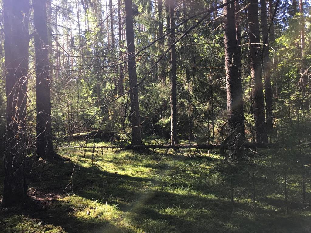 Figur 6. En del av utreningsområde B fotograferat mot söder av Kerstin Westrin. Utredningsområdet har i det historiska kartmaterialet till största del ingått i Lindesbys ägor.