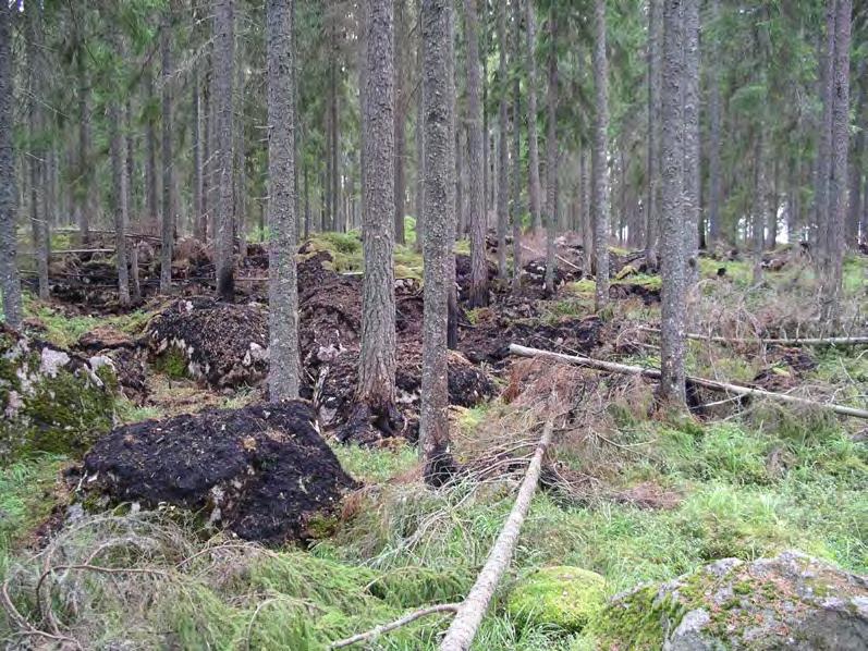 På bränd björk växte under 2012 de typiska tickorna av brandskiktdyna, en vedsvamp som är viktig för stor