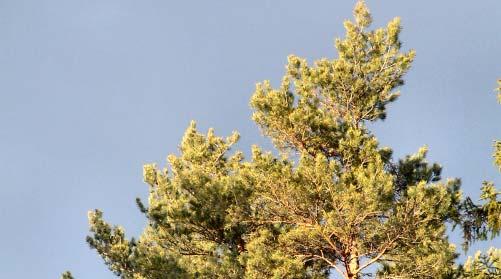 Om skademätningarna upprepas med den här använda geografiska indelningen kan man successivt förbättra bilden av de lokala skadorna genom att addera resultaten från flera år.