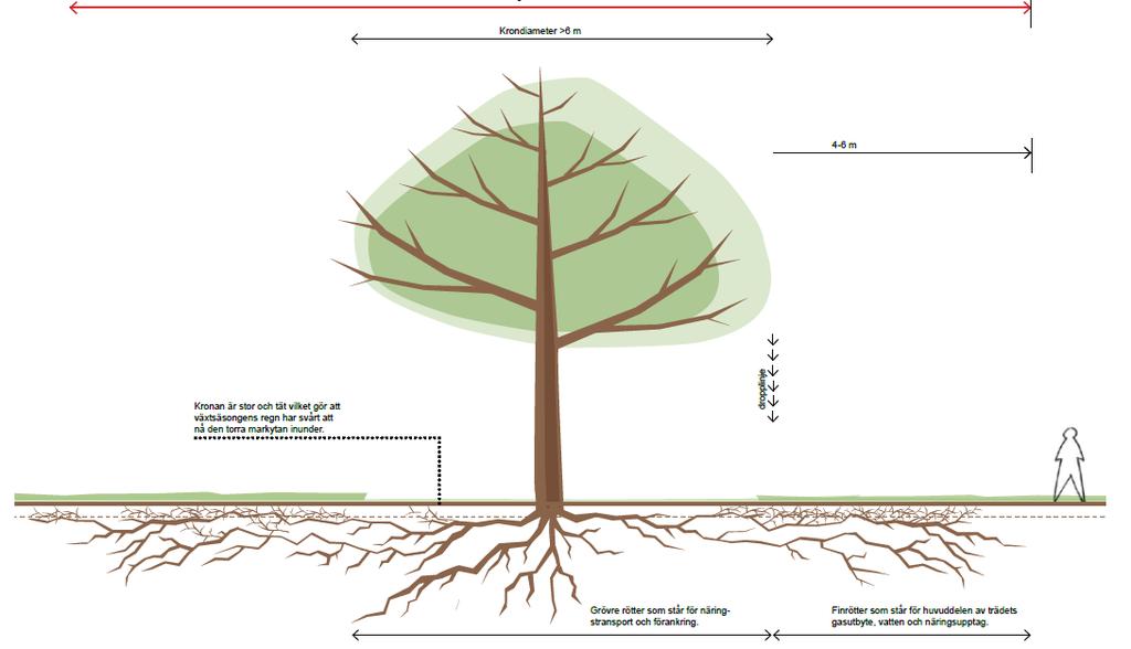 Figur 1 Skyddszon för träd.