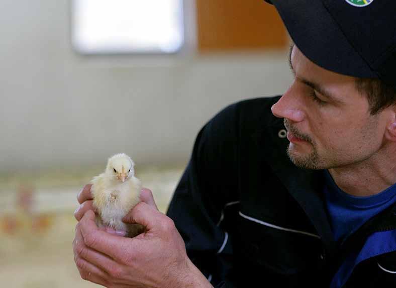 ip sigill kyckling Standard för kvalitetssäkrad kycklingproduktion med tillval för klimatcertifiering Version 2011:1 Giltig från 2011-02-01 Produktionsregler IP SIGILL är en standard för