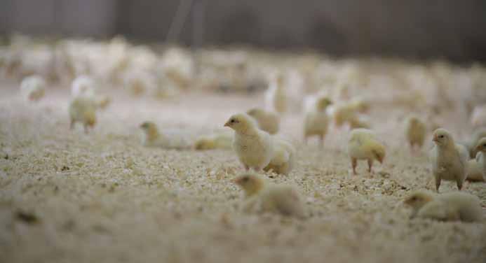 Version 2011:1 Giltig från 2011-02-01 Standard för kvalitetssäkrad kycklingproduktion med tillval för klimatcertifiering ip SIGILL kyckling Gå igenom IP SIGILL-reglerna 1.