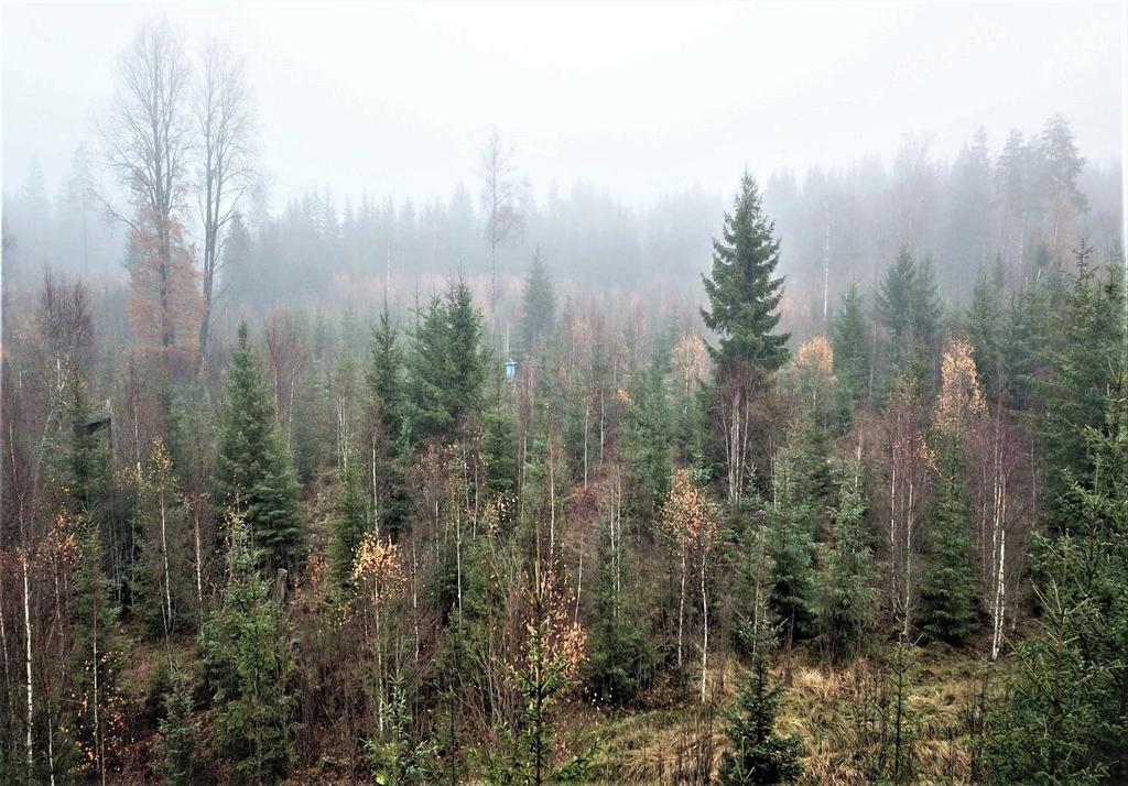 Produktiv skogsmark enligt skogsbruksplan 21,1 ha med ett bedömt virkesförråd om 2 063 m3sk.