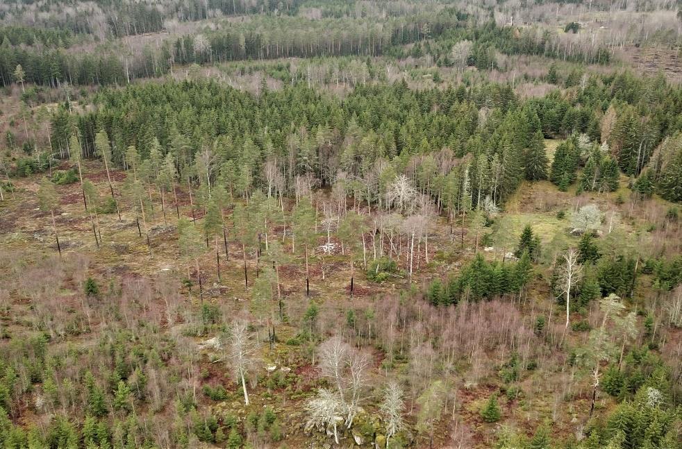 Produktiv skogsmark enligt skogsbruksplan 21,1 ha med ett bedömt virkesförråd om 2 063 m3sk. Bonitet 8,8 m3sk/ha.