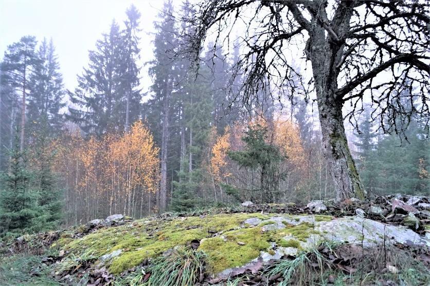 Summa areal enligt Skogsbruksplan: 22,9 ha.