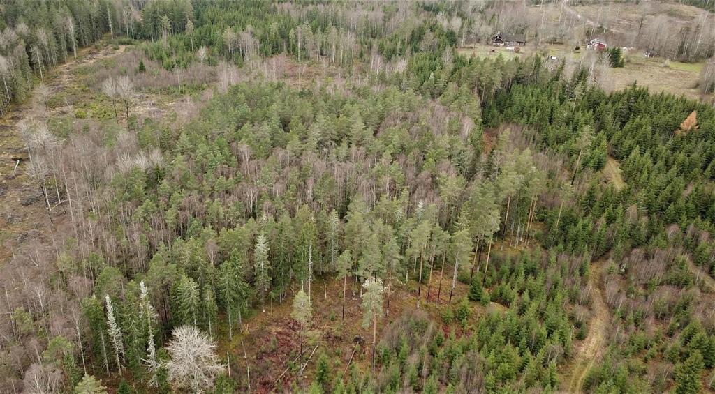 Natur och kultur Enligt Skogens Pärlor finns ett område med forn/kulturlämningar med RAÄ-nummer Åseda 67:1. Källa: Skogens Pärlor, Skogsstyrelsen.