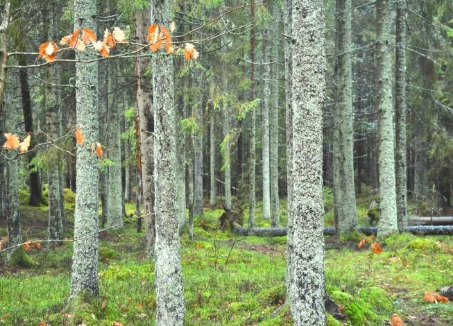 Oskarshamn Lämmedal 1:7 Skog Enligt en ny skogsbruksplan, utförd 2018-11 uppgår den produktiva skogsmarksarealen till 50,9 ha.