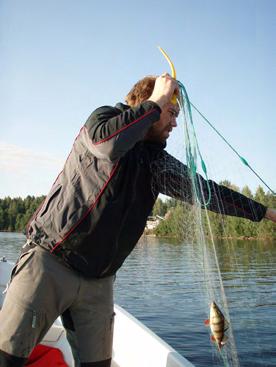 Fiskfångsten De största fiskfångsterna såväl antals- som viktmässigt erhölls i de två mest näringsrika sjöarna och Stora Aspen.