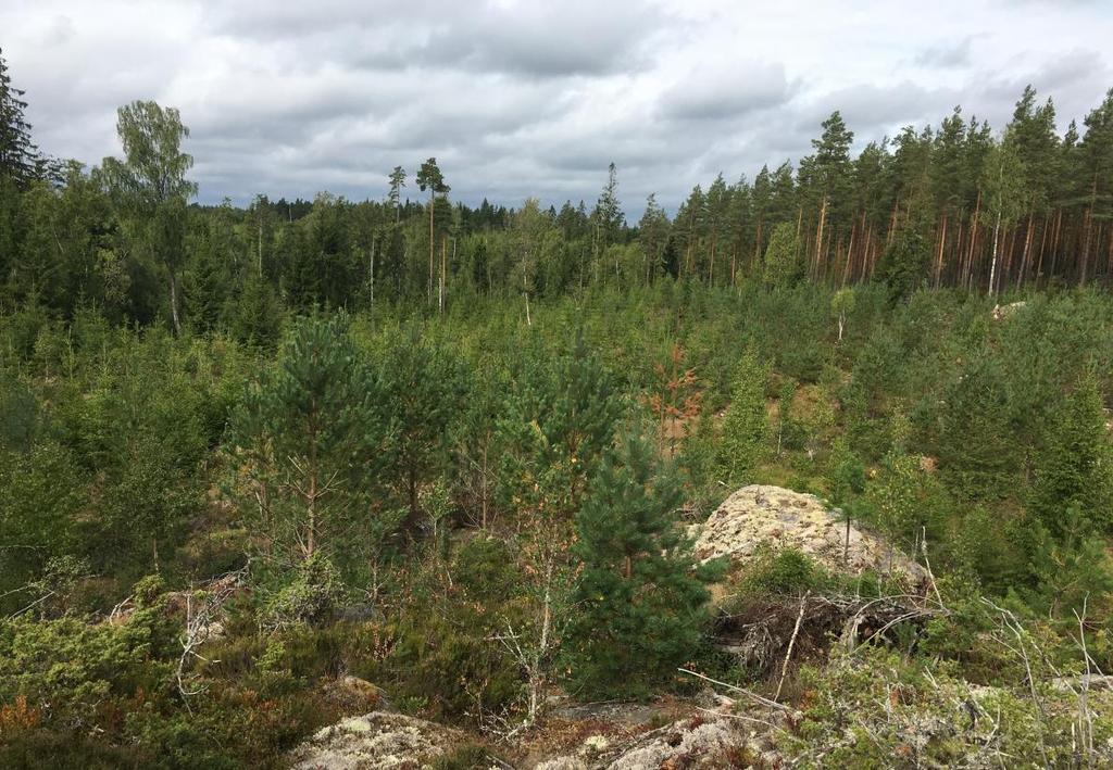 5 Berörda intressen samt översiktlig konsekvensbedömning För att identifiera de intressen som finns i och i anslutning till stråken har information hämtats från bl.a. Länsstyrelsen, Skogsstyrelsen och Riksantikvarieämbetet.