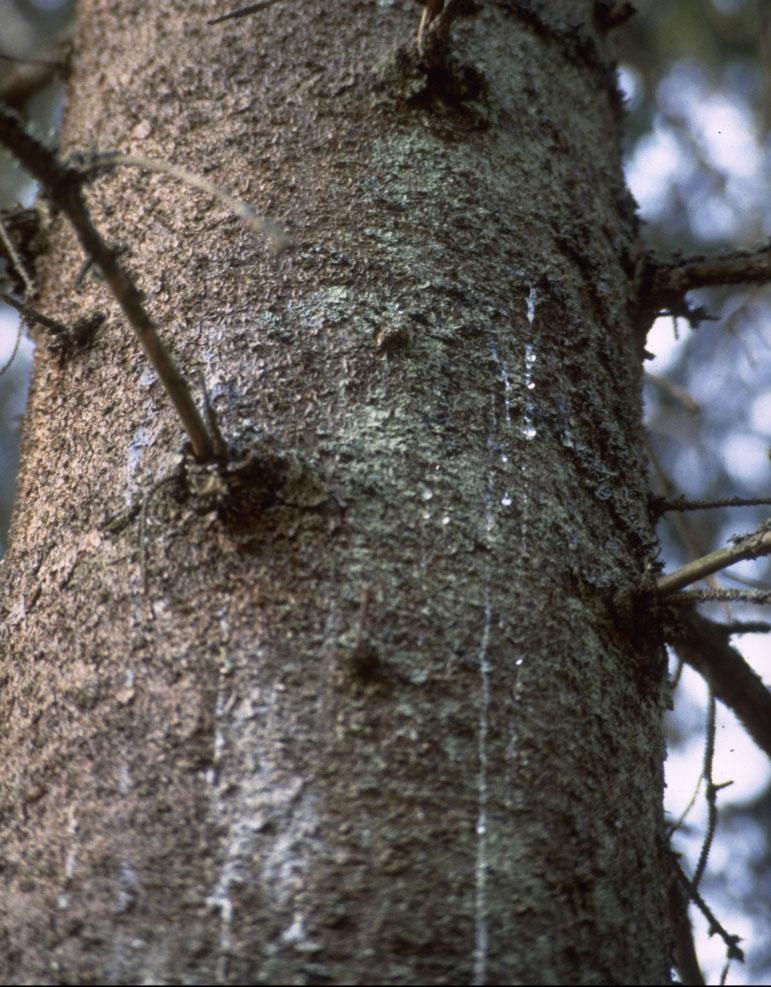 vara ganska stor beroende på årligt klimat och tillfälliga insekts- och svampangrepp. Det krävs därför ganska långa tidsserier för att dra slutsatser om missfärgning.