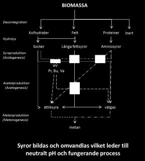 Syraproduktion (acidogenesis) Socker+fett+protein H2 +CO2 Pr+Bu+Va+Ac (Ekv. 7) Ättiksyraproduktion (acetogenesis) Pr+ Bu Ättiksyra+ H2 (Ekv.