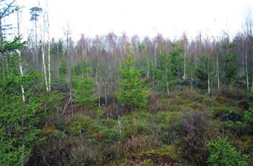 Fältarbete och rapport genomfördes under vecka 44, i månadsskiftet oktober november 2011. Ansvarig projektledare var Linnéa Kallerskog, Jönköpings läns museum.