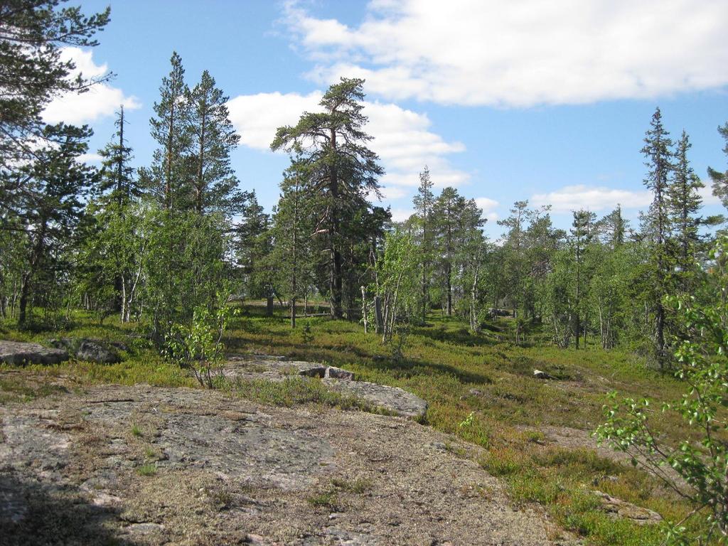 Bilaga 1 Inventering av bergen Kolju och Leveävaara Utförd av Naturskyddsföreningen i Norrbotten Beskrivning av områdets naturvärden Nedre delar och norr om Leveävaara består av hyggen med fröträd