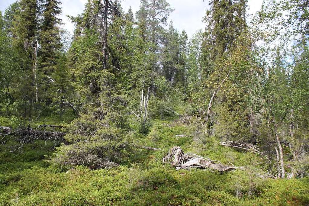Figur 8.3 Naturvärdesobjekt NV 2016:1, foto Miljötjänst Nord AB. Strax väster om tjärnen Ahvenjärvi berör ledningarna ett mindre naturvärdesobjekt, NV 2016:2, med högt naturvärde (klass 2).
