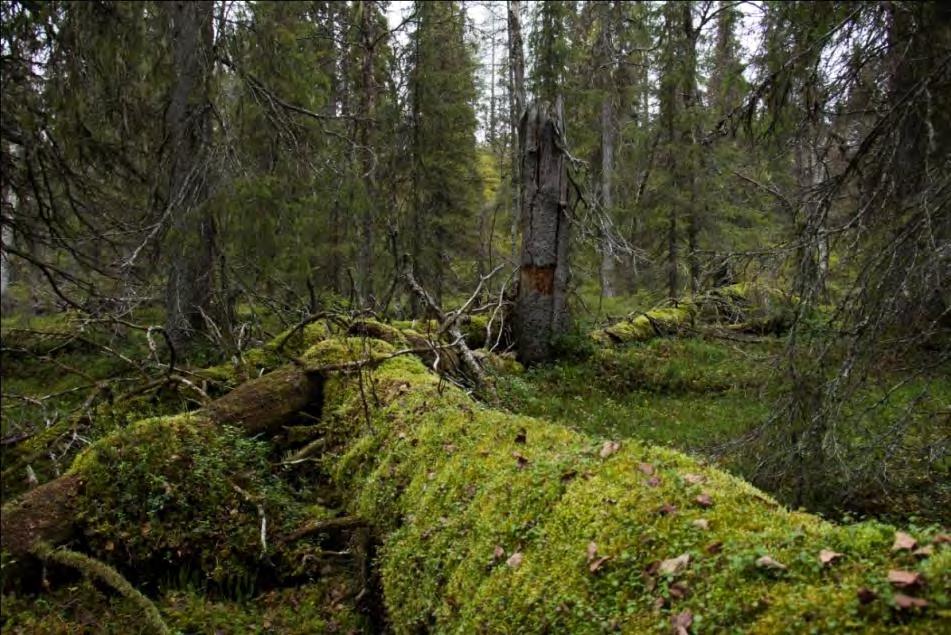 Figur 8.4 Naturvärdesobjekt NV 2015:6, foto Licab AB. Söder om tjärnen Ahvenjärvi går ledningen in ytterligare ett naturvärdesobjekt av klass 1, NV 2015:7.