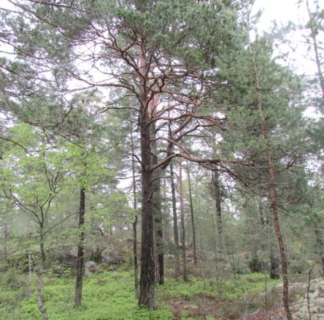 Området ska vara tillgängligt och användbart för personer med nedsatt rörelse- och orienteringsförmåga.