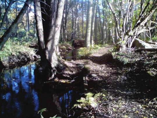 ZON 2 - Tätortsnära skog NATURCENTRUM AB 2013-02-28 Denna zon ligger inom ca 1 km från staden. Tillgängligheten till tätortsnära skog är dock viktigare än avståndet till den.