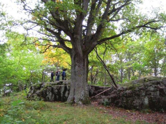 NATURCENTRUM AB 2013-02-28 Skyddsvärda träd. På bilden till höger behöver eken frihuggas, där granarna tas bort.