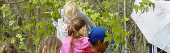 14. Vilka förbättringar skulle du vilja se inom Naturskolans verksamhet? Inga 52 Inom 7-9 8 Alla, F-9, ska få komma. 6 Aktiviteter för eleverna på loven. 3 Bättre med trevlig upplevelse än fakta.