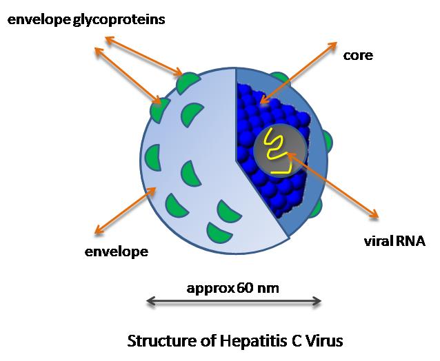 INTRODUKTION Inledning Det finns fem olika hepatitvirus av vilka A, B och C är mest kända, men alla orsakar allmänfarliga sjukdomar och ska anmälas enligt Smittskyddslagen (1).