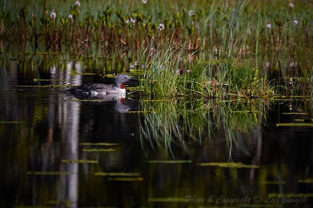 Ruvande smålom... av Leif Bength - 2015-06-09 http://www.wildlifephotographer.se/blog/2015/06/ruvande-smalom/ I morse så tog jag en sväng till min lomtjärn för att se om det hänt nåt sen senast.