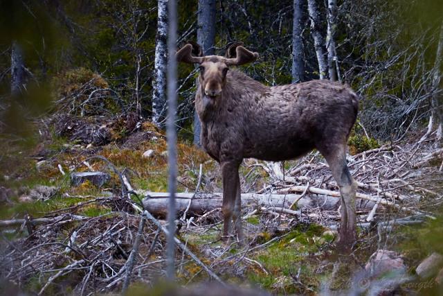 Det tar sej... av Leif Bength - 2015-06-09 http://www.wildlifephotographer.