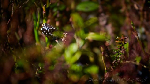 En goding vid stigen... av Leif Bength - 2015-06-09 http://www.wildlifephotographer.