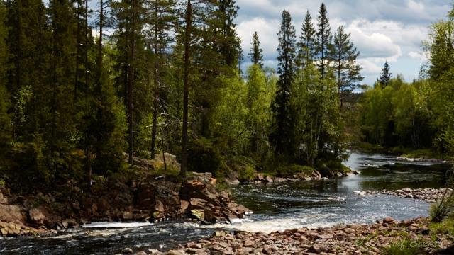 Pilstupet, Ämån av Leif Bength - 2015-06-16 http://www.wildlifephotographer.