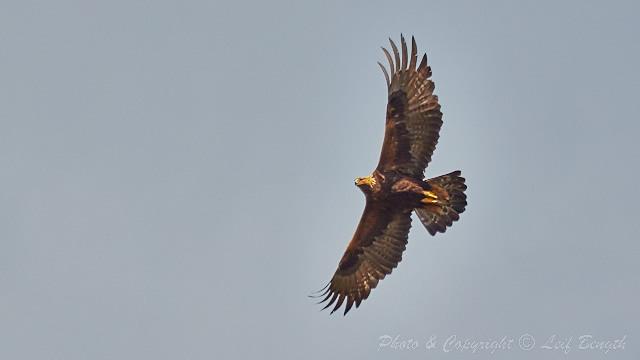 Kungsörn... av Leif Bength - 2015-06-17 http://www.wildlifephotographer.