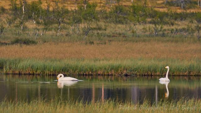 Romantiska Geddtjenn... av Leif Bength - 2015-06-25 http://www.wildlifephotographer.se/blog/2015/06/romantiska-geddtjenn/ Sångsvanen är min absoluta favoritfågel.