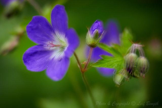 Blå blomma.