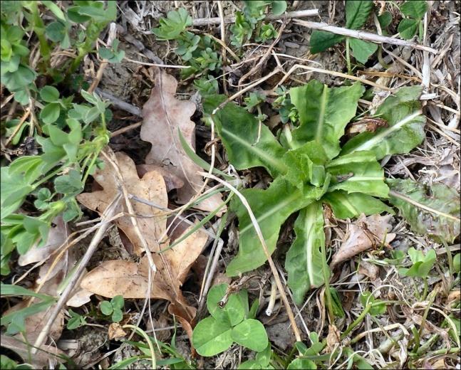 Fig. 13. Betade cikoriaplantor, till vänster i slutet av april och till höger i mitten av maj innan stjälktillväxten kommit igång.