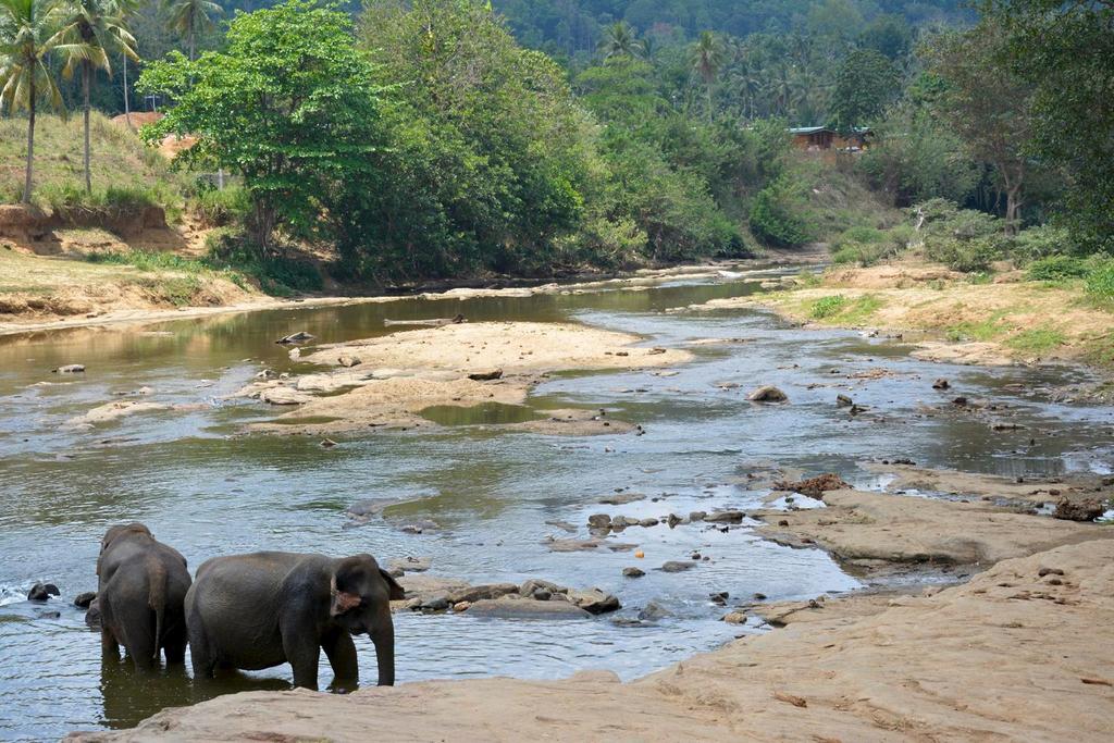 SRI LANKA INDISKA OCEANENS PÄRLA En resa med fototema till ruinstäder, trädgårdar, heliga tempel, elefanter, kaskelotter och genuin kultur Bild; Kandy foto Mari Hagstein Formad likt en droppe i