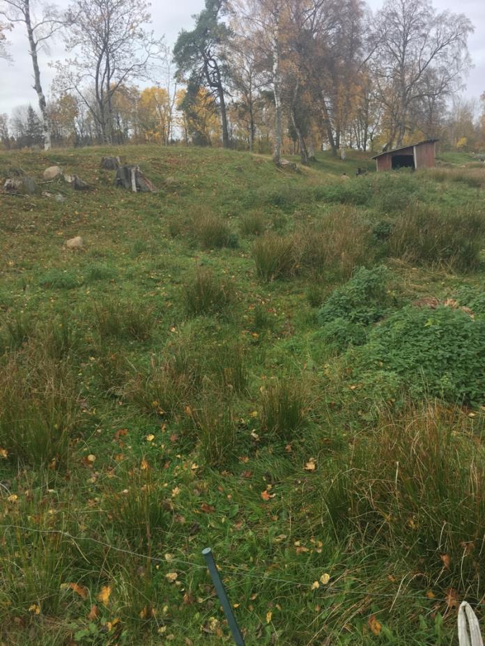 Naturvärdesobjekt 11 Klass 3 Påtagligt Betesmark Trädklädd betesmark Kontinuitet av bete, förekomst av enstaka död ved samt block och sten. Förekomst av hävdgynnade naturvårdsarter.