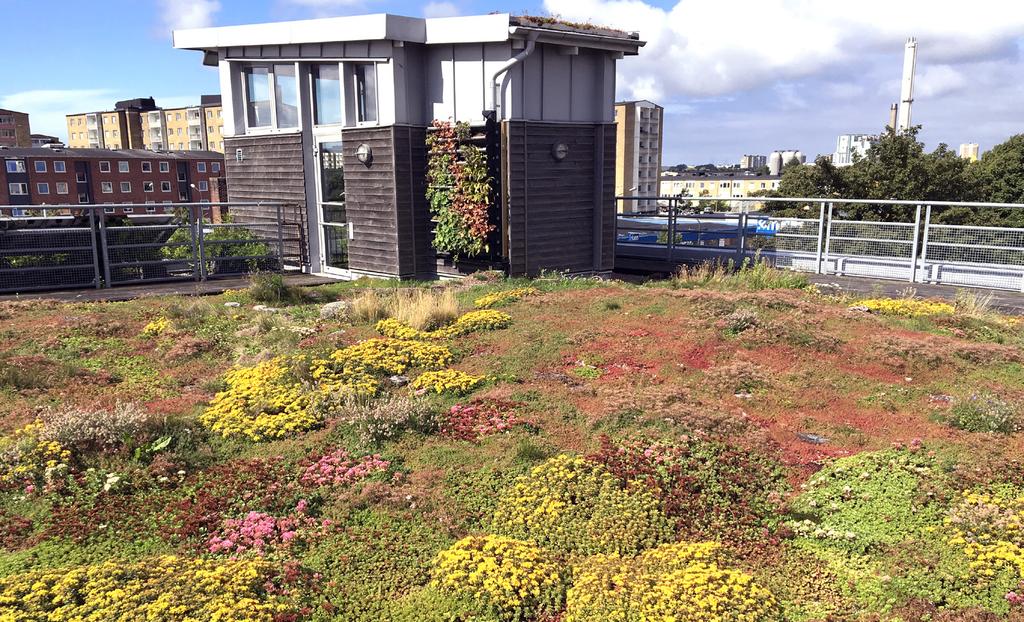 M OV I U M FA K TA 6 2 018 Sedum-tak på Gröna tak-institutet i Malmö. Foto: Christine Haaland.