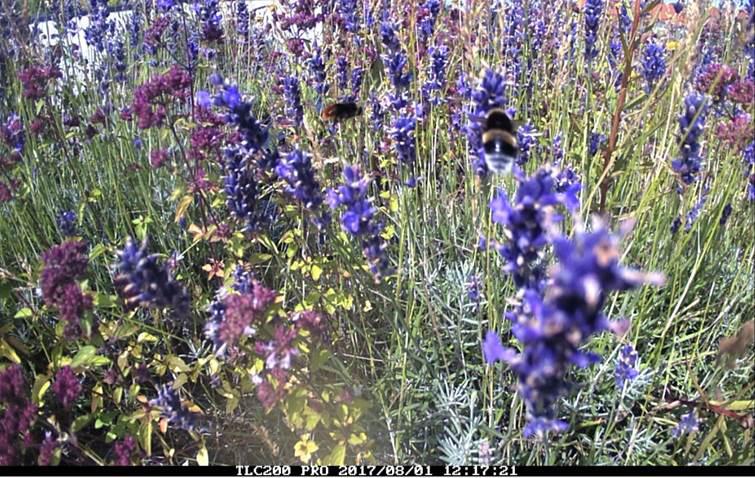 Time-lapse-kameror fångade, förutom humlor och bin, blomflugor på foton, framför allt i juli. Bland bin var det nästan bara honungsbin som registrerades.