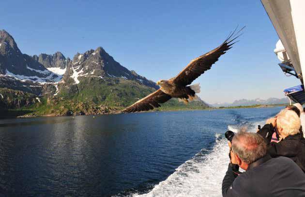 Lagom till frukost anlöper vi Harstad och vi fortsätter sedan ut i Vågfjorden mot Vesterålen och Lofoten. Till kvällen ankommer vi till Svolvär, huvudstad i Lofoten.