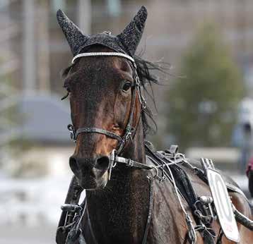 Det gäller vara på plats i tid denna lördag - redan i lopp ett så körs första loppet i Margaretas Tidiga Unghästserie. Talangerna tävlar om 00.000 kronor i respektive lopp!