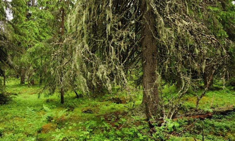 Utmaning - besöksmål Kopplat till sårbar natur Ökat antal besökare ger ett ökat slitage.