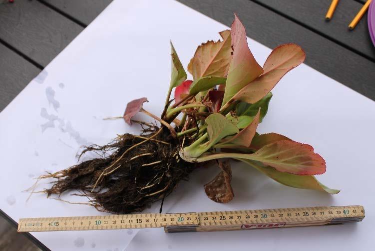 I förökningsförsöket användes en sort som heter Bergenia cordifolia Vinterglut. Den undersökta växten är cirka 20 cm hög. Bladen är basala, dvs.